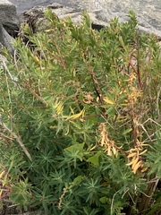 Euphorbia palustris