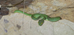 Trimeresurus macrops