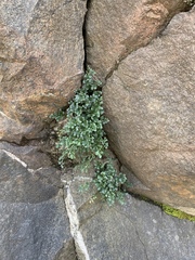 Asplenium ruta-muraria