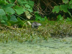 Gallinula chloropus