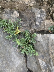 Asplenium ruta-muraria