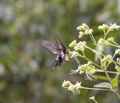 Byasa