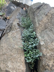 Asplenium ruta-muraria