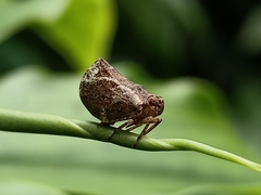 Fulgoromorpha