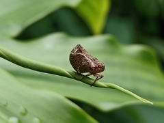 Fulgoromorpha