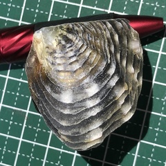 Pinctada margaritifera