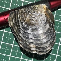 Pinctada margaritifera