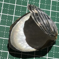Pinctada margaritifera