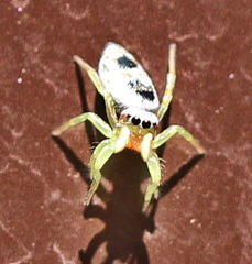 Heliophanus simplex