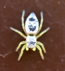 Heliophanus simplex