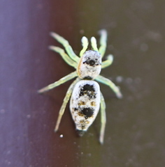 Heliophanus simplex