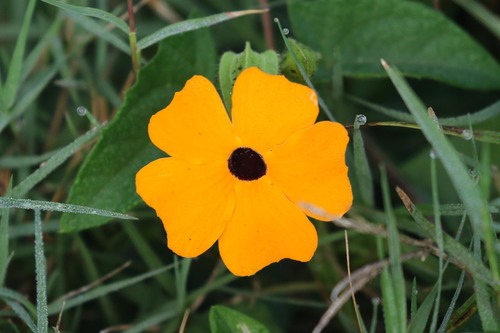 Thunbergia alata image