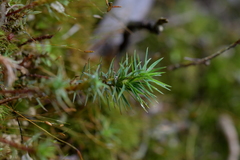 Polytrichadelphus magellanicus