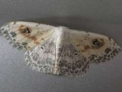 Scopula indicataria