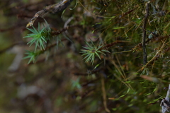 Polytrichadelphus magellanicus