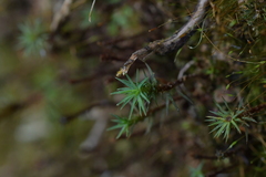 Polytrichadelphus magellanicus