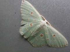 Comostola subtiliaria