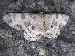 Ophthalmitis albosignaria