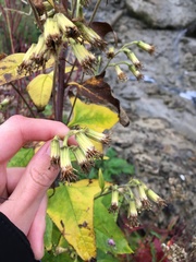 Parasenecio hastatus