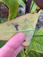 Parasenecio hastatus