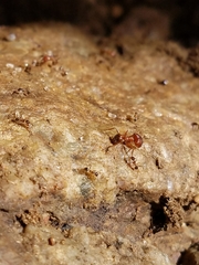 Pheidole obtusospinosa