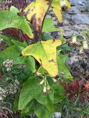 Parasenecio hastatus