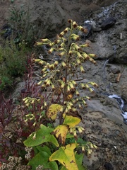 Parasenecio hastatus