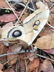 Antheraea oculea