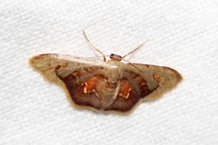 Idaea purpurascens