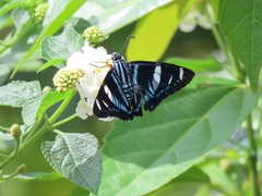 Jemadia