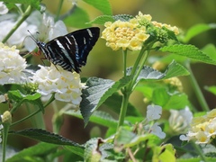 Jemadia