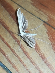 Pterophorus pentadactyla