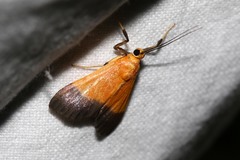 Ulopeza conigeralis