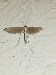 Pterophorus pentadactyla