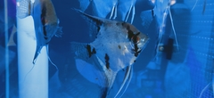 Pterophyllum scalare