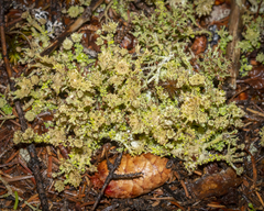 Cladonia multiformis