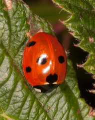 Coccinella septempunctata