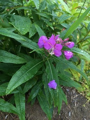 Chamaenerion angustifolium