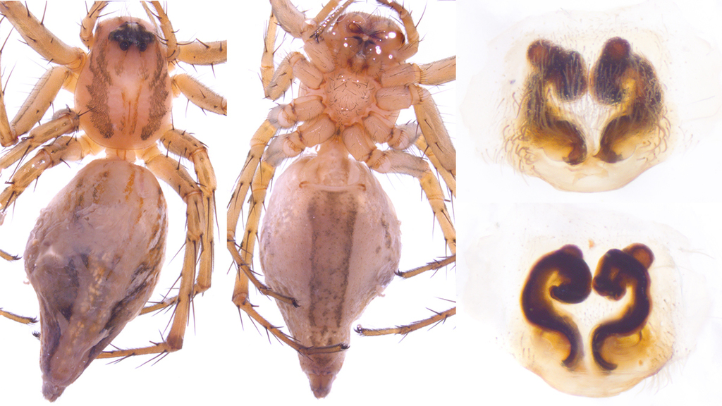 Oxyopes sertatoides