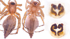 Oxyopes sertatoides