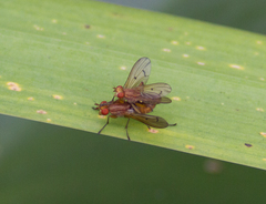Diptera