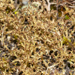 Cladonia multiformis