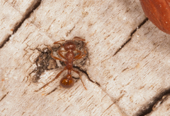 Myrmica rubra