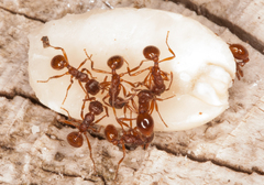 Myrmica rubra