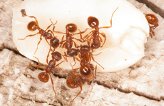 Myrmica rubra