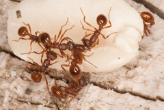 Myrmica rubra