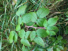 Rubus sachalinensis