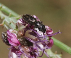 Asydates grandiceps