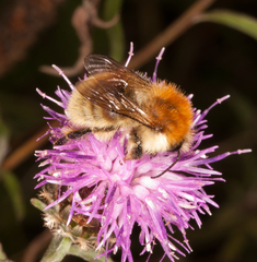 Bombus pascuorum