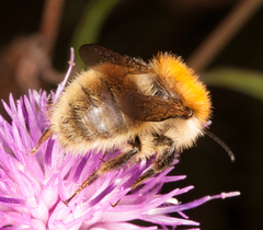 Bombus pascuorum